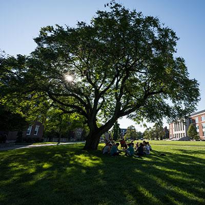 A group of students sitting under a large tree.